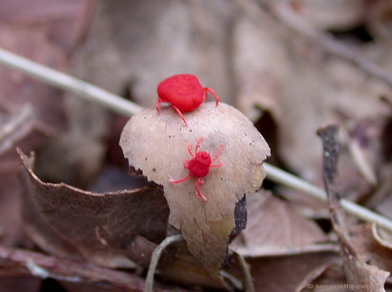 Acaro rosso: Trombididae